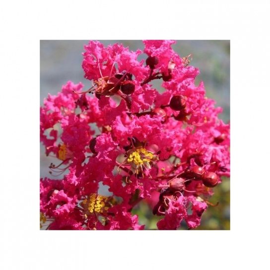 Pomi ornamentali liliac indian