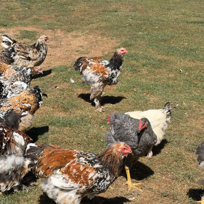 Găini şi cocoşi Brahma Porțelan