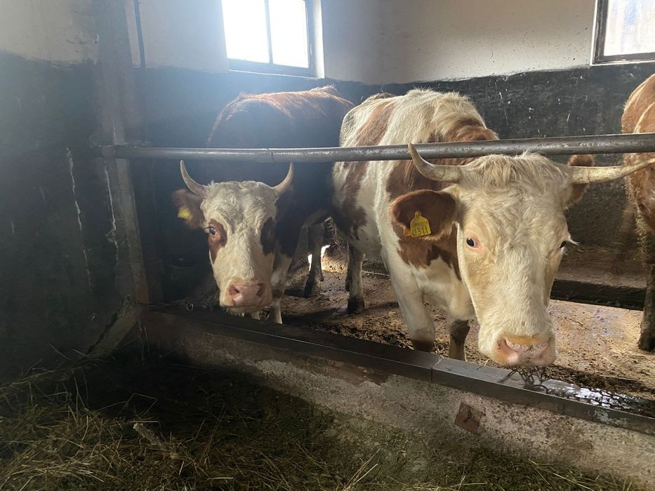 Vând juninci gestante