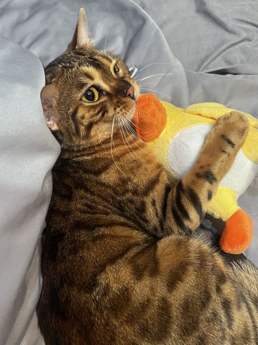 СРОЧНО Продаётся бенгальская кошка девочка