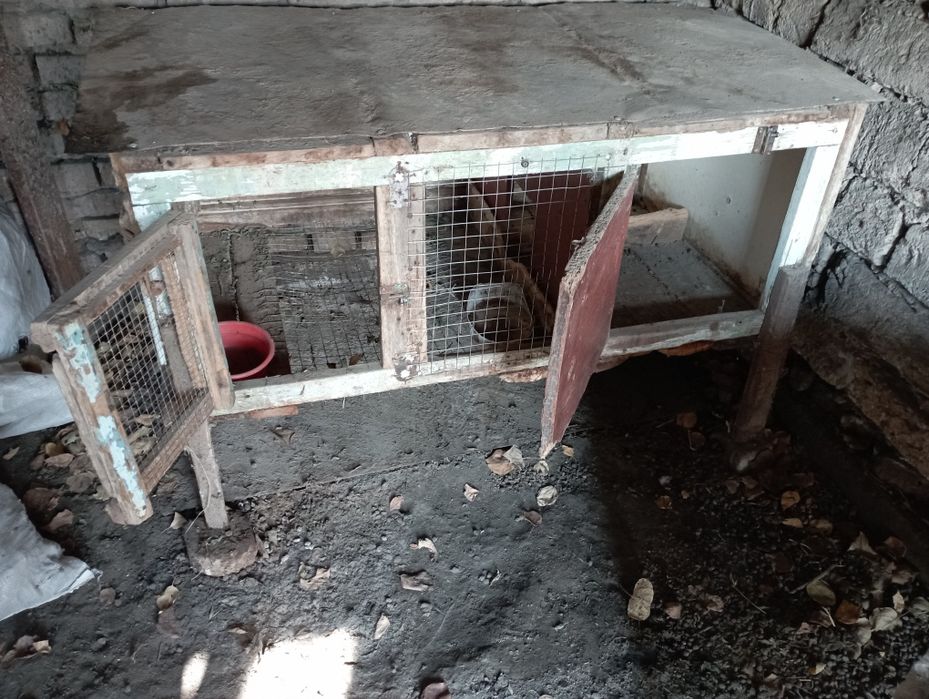 Quyon uchun baqquvat kletkalar bor uy sharoitida yasalgan.