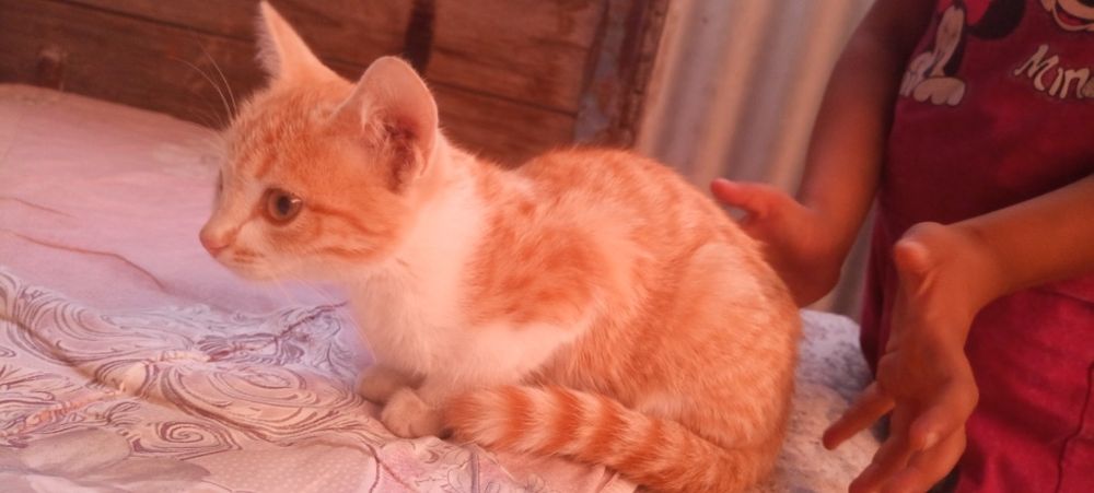 Котята беспородные
