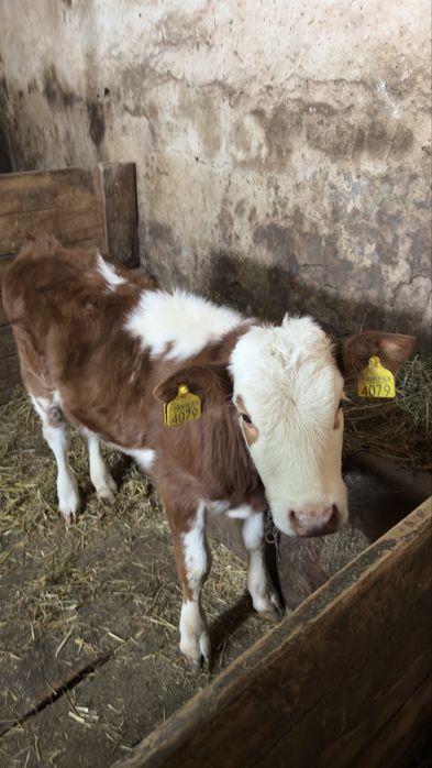 Vând 2 vițele…..