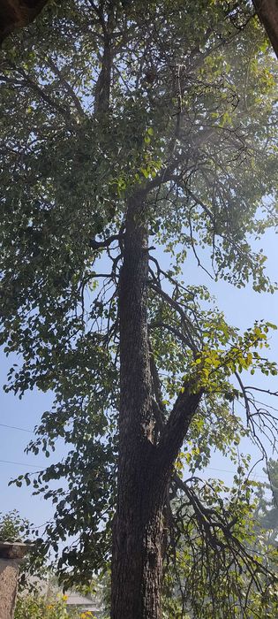 Продам дерево на дрова (груша). Таваксай, Бостанлыкский район.