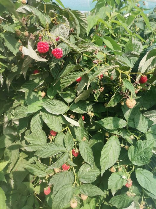 Drajoni zmeur Cayuga