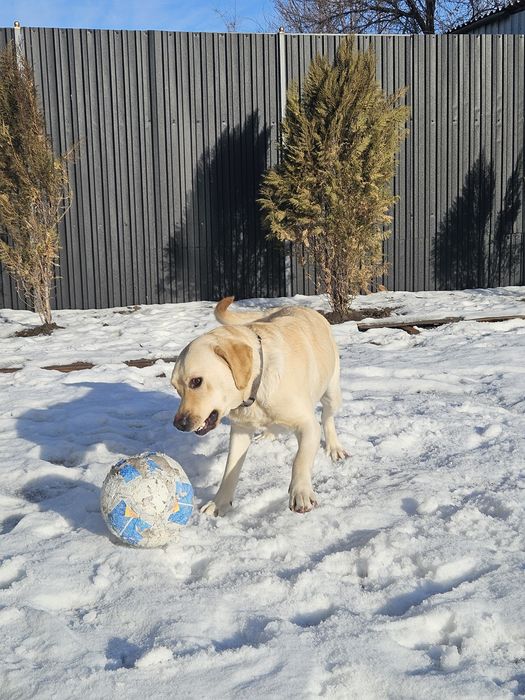 Продам лобрадора