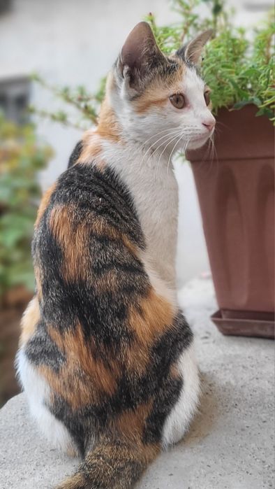 Котята в ответственные руки