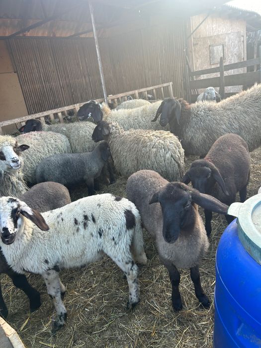 Miei și oi de vânzare