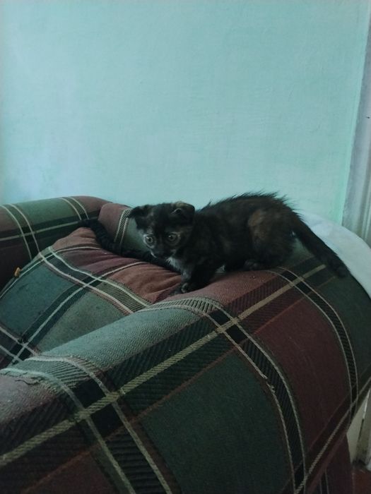 Отдам котёнка девочка в хорошие руки