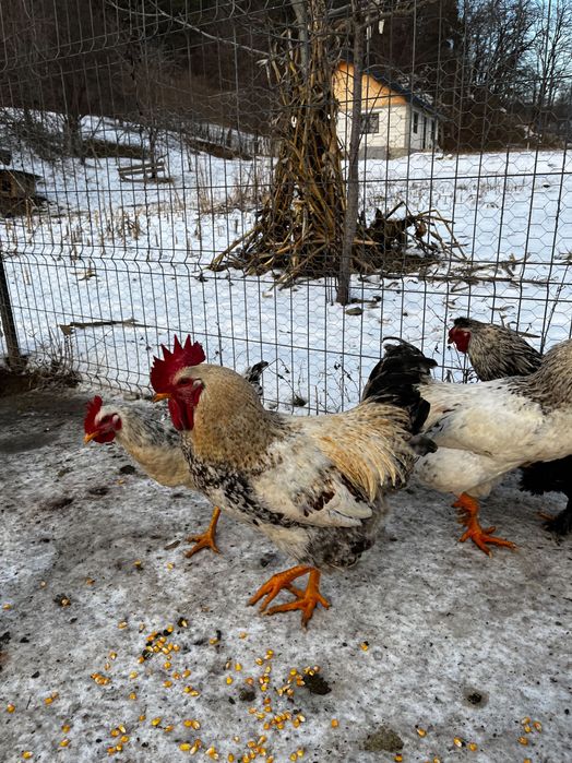 Vând puicuțe,gaini si cocoși de tarat care fac și ouă verzi