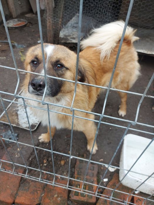 Donez catei - gratuit