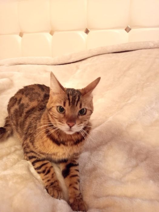 Найдена кошка бенгальская