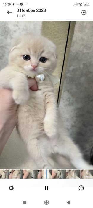 Котёнок от правильной вязки