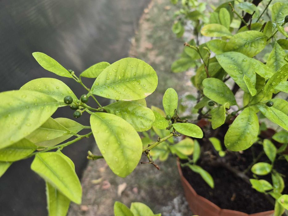 Mandarin-calamondin, pe rod, 1,75m inaltime