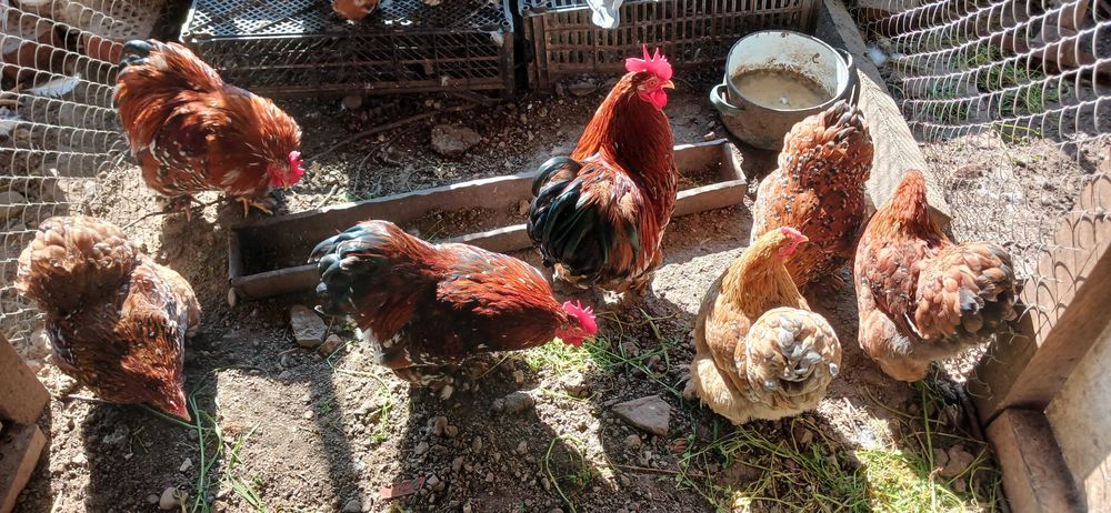 Мини кохин петлета и къдрави