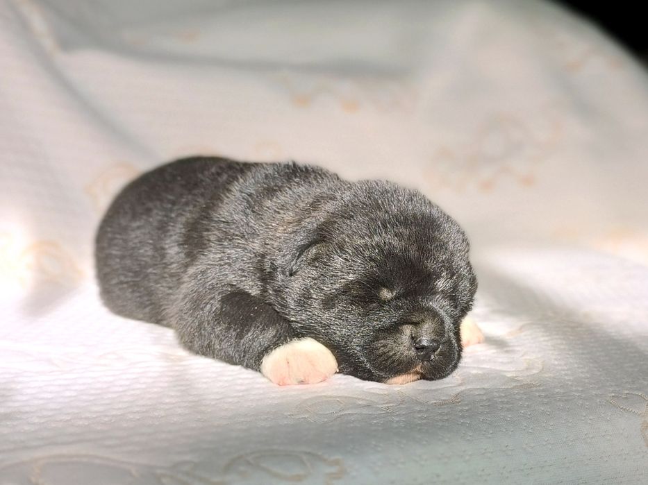 Продается щенок Американской акиты