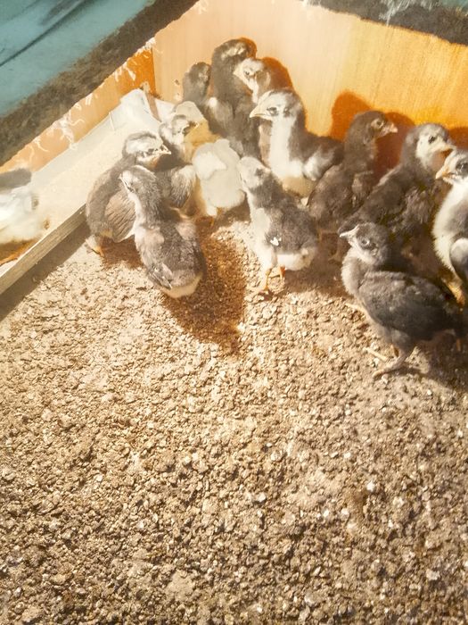 Продам цыплят простые