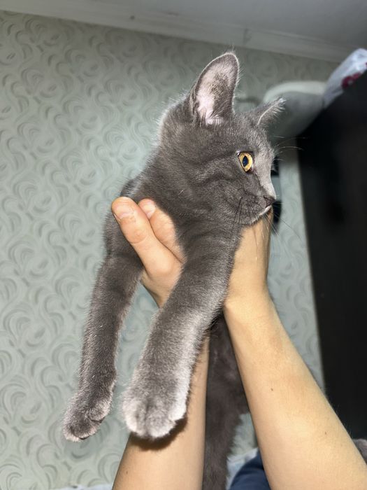 серый малышочек!