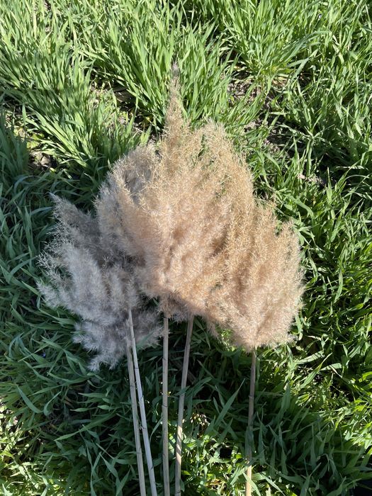 Пампаска трева за декорация