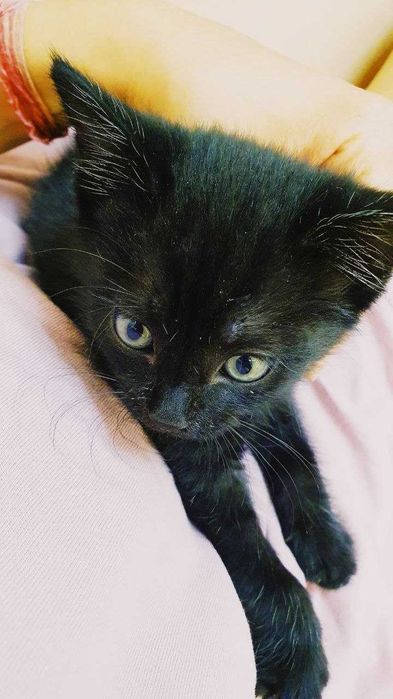 Ищем дом чудесному котенку:)