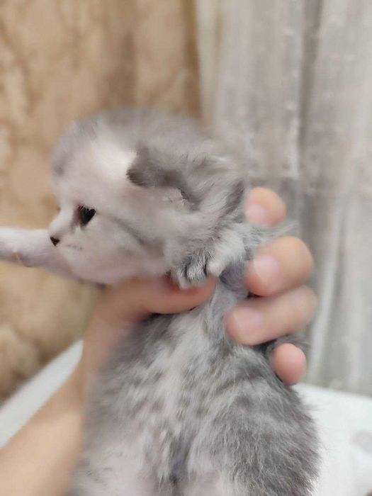 Scottish Fold mushuk