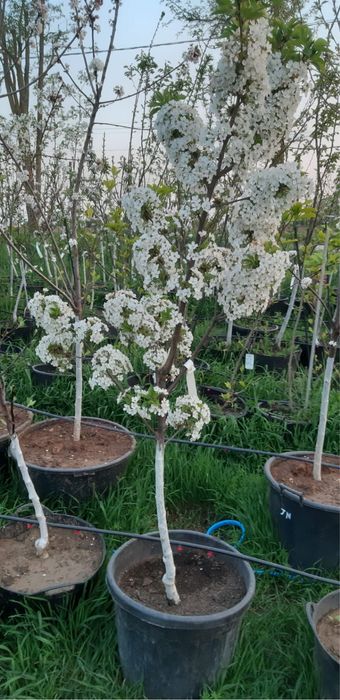 Pomi fructiferi pe rod !