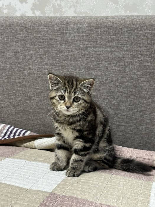 Шотландская кошка шотландский