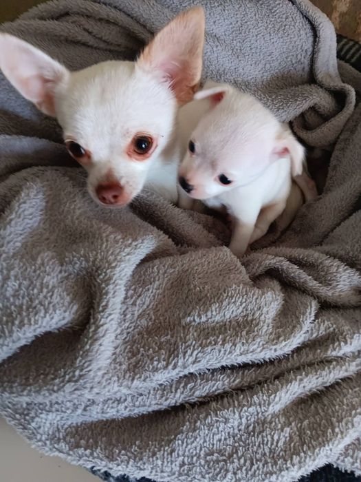 Продавам Чихуахуа