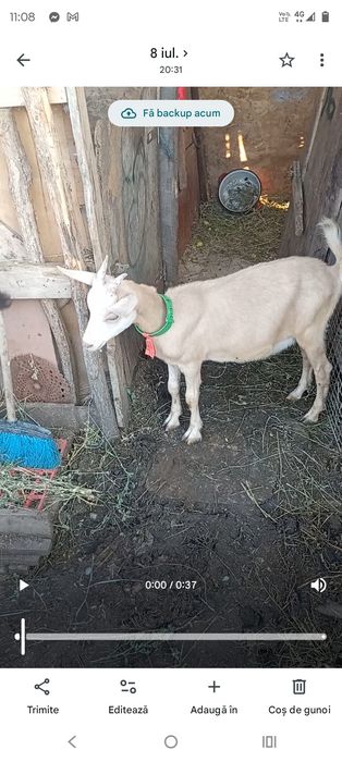 Ieduta metis alpin de Austria și sanen