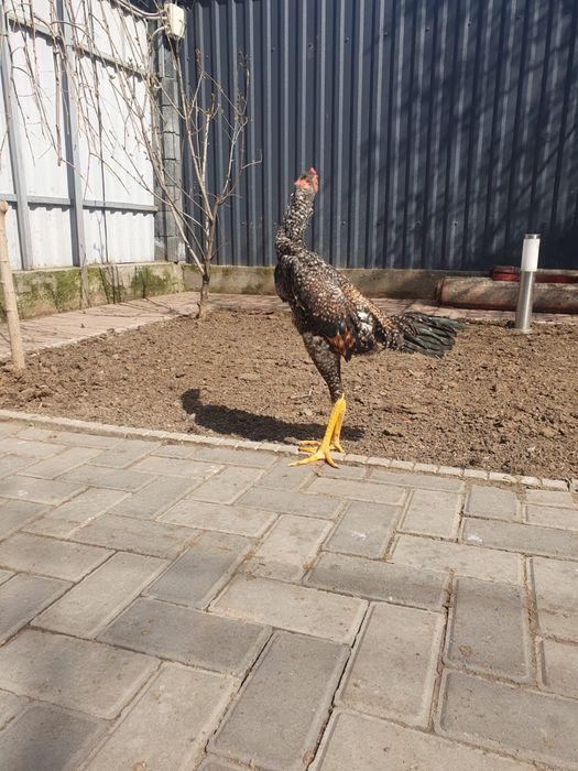 Петух дакан бойцовый