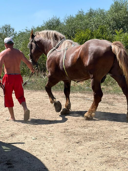 Vând armăsar! Cuminte ,bun de monta,sta la călărit, bun la pădure !
