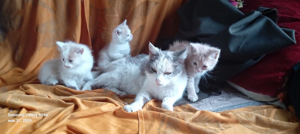 Отдам рыжих котят
