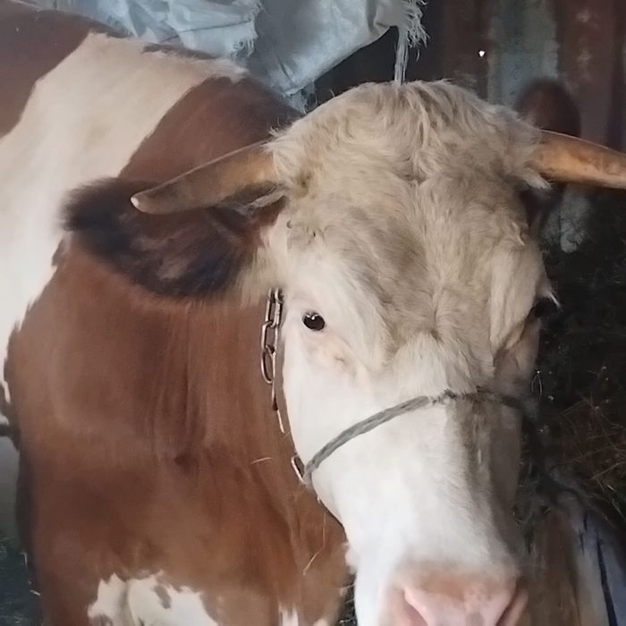 vand vaca cu tot cu vitel