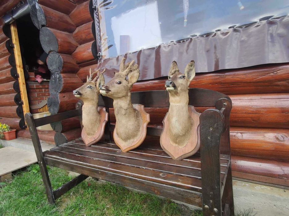 Bust căprior naturalizat