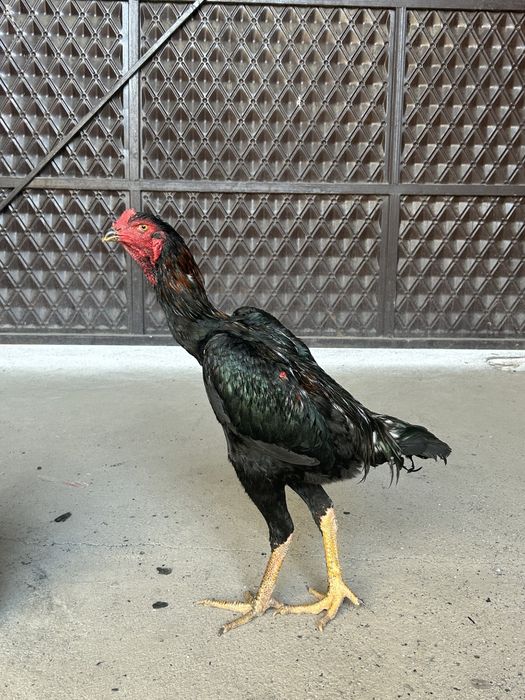 Мүмкіндігі шектеулі әйелдермен жыныстық қатынас туралы видео