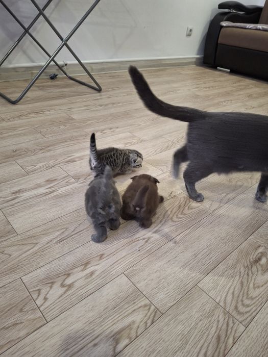 Продам красивых шотландских котят