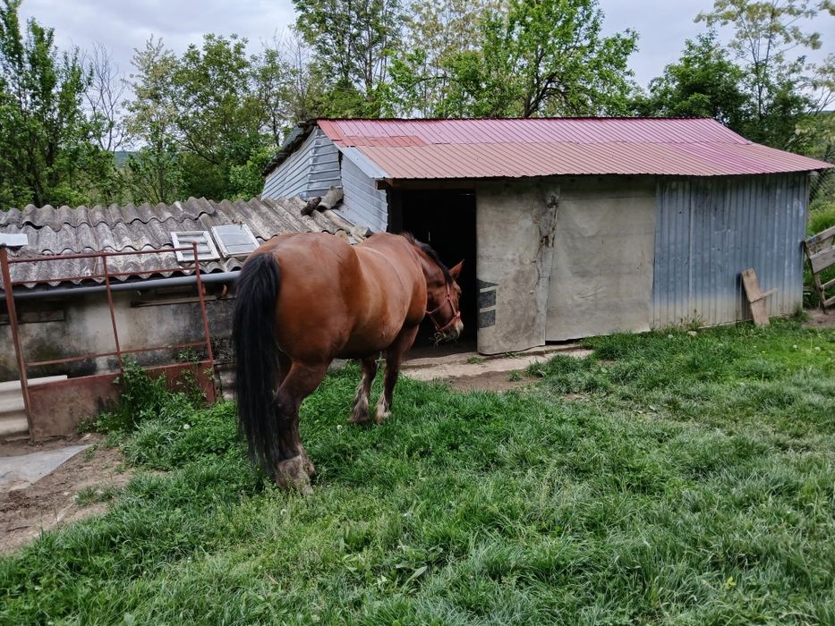 Cal semi greu de vanzare