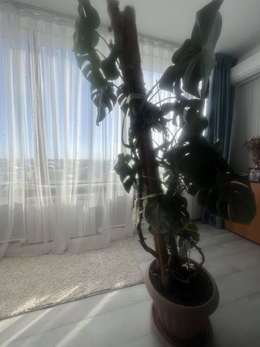 Пальмы для офиса и дома .