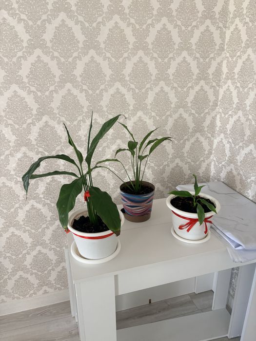 Цветы домашние с горшками