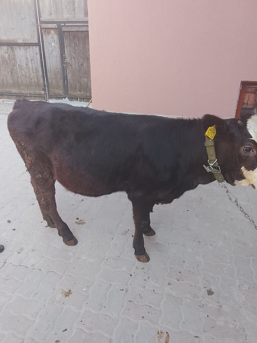 Vând vitea de 4luni