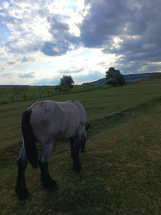 Iapa și mânz de vânzare