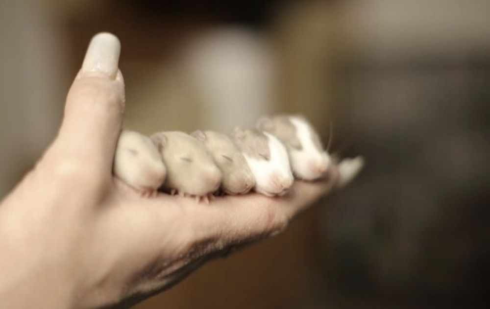 Крысята дамбоухие