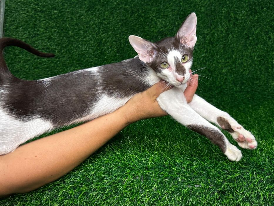 Котята Ориентальные