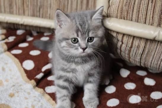 Котята Шодладского породы