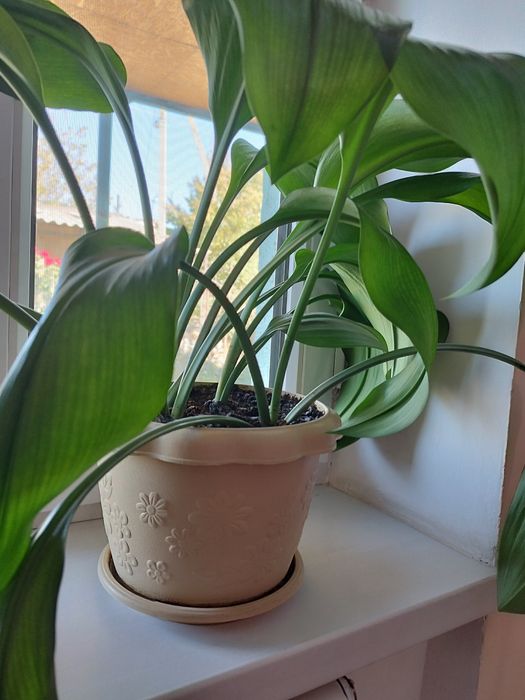 Продам комнатный цветок