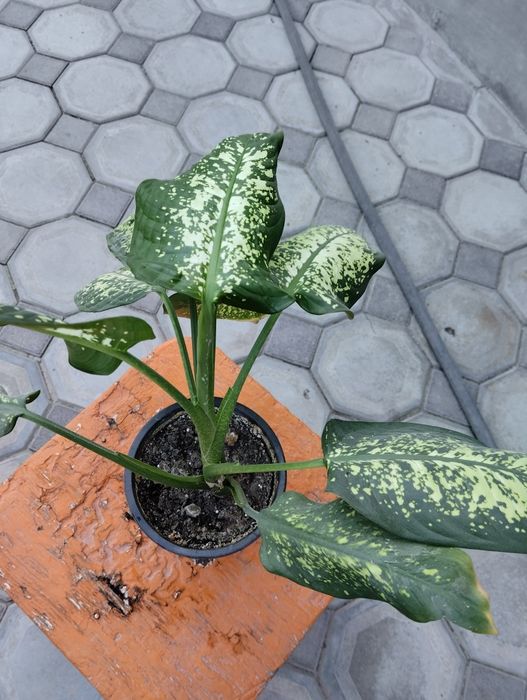 Продам комнатные растения