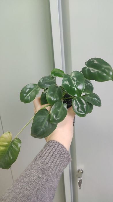 Филодендрон Бурле Макс