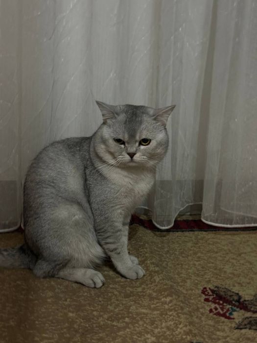 Срочно !!!      Шиншила Ищем породистую кошку для вязки