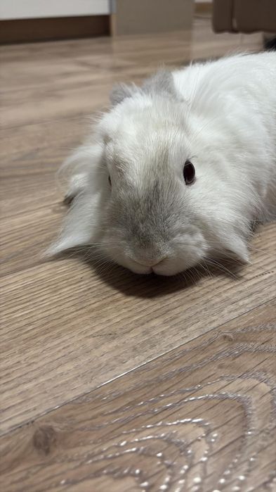 Vând iepuras de casa, vârsta 1 an.