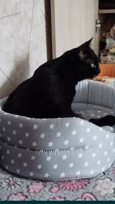 Отдам кота в добрые руки